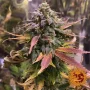 Насіння конопель Laughing Buddha від Barney's Farm